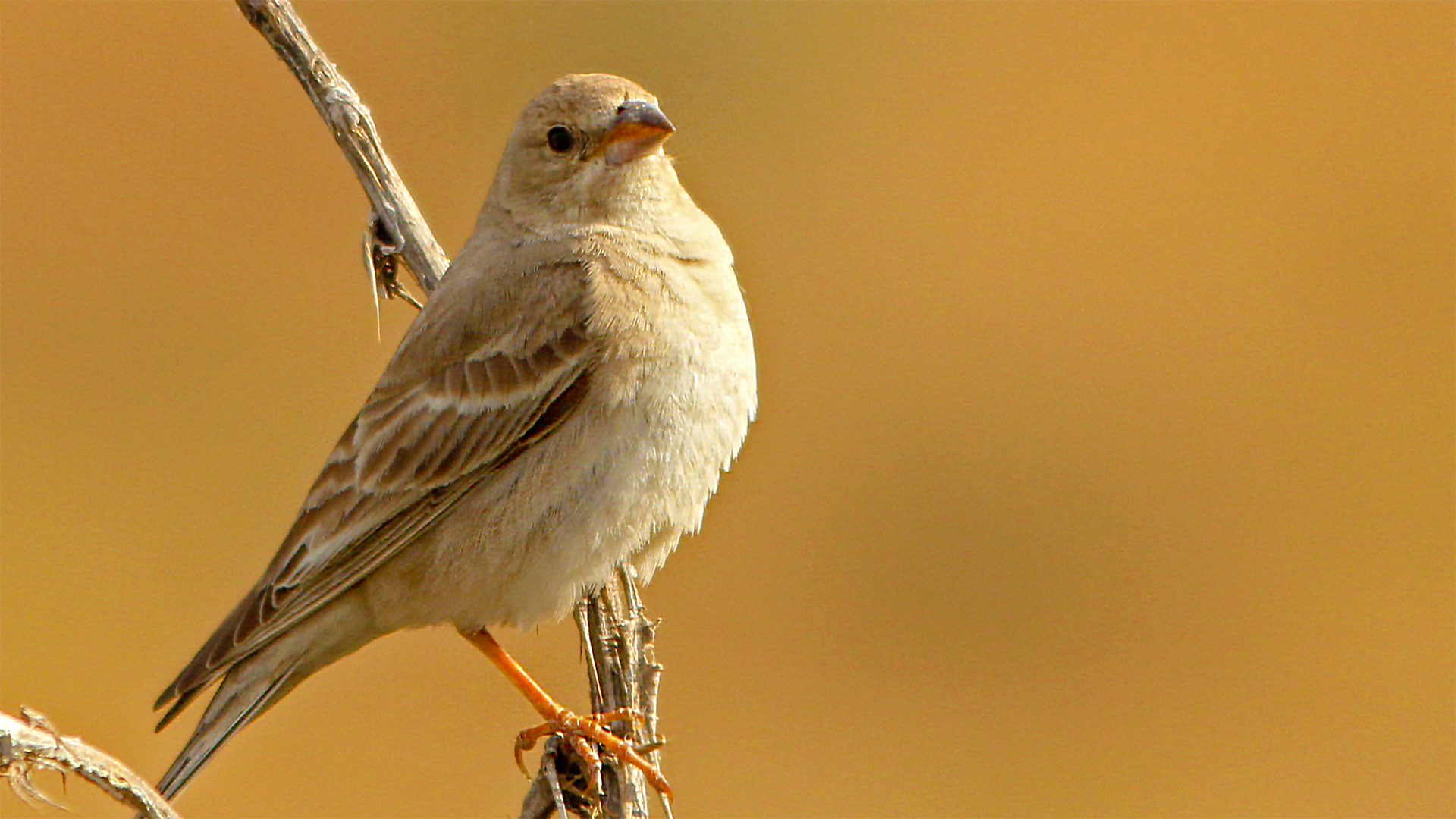 Pale Rockfinch — Ana fotoğraf